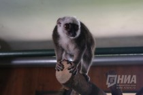 Лемуры в нижегородском зоопарке Лимпопо