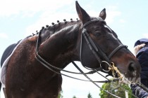 Международные соревнования по выездке в нижегородском конноспортивном комплексе Пассаж