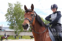 Международные соревнования по выездке в нижегородском конноспортивном комплексе Пассаж
