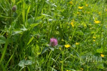 Низина Почаинского оврага