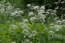 Низина Почаинского оврага