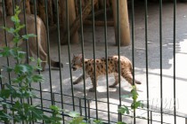 Детеныши пумы вышли на свою первую прогулку в нижегородском зоопарке Лимпопо