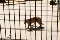 Детеныши пумы вышли на свою первую прогулку в нижегородском зоопарке Лимпопо
