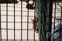 Детеныши пумы вышли на свою первую прогулку в нижегородском зоопарке Лимпопо