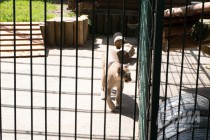 Детеныши пумы вышли на свою первую прогулку в нижегородском зоопарке Лимпопо