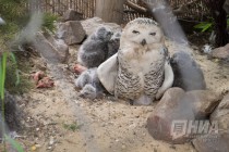 Детеныши полярной совы вышли на свою первую прогулку в нижегородском зоопарке Лимпопо