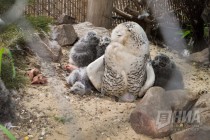 Детеныши полярной совы вышли на свою первую прогулку в нижегородском зоопарке Лимпопо