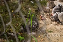 Детеныши полярной совы вышли на свою первую прогулку в нижегородском зоопарке Лимпопо