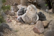 Детеныши полярной совы вышли на свою первую прогулку в нижегородском зоопарке Лимпопо