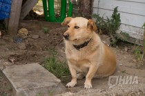 Сторож на строительной площадке