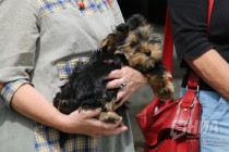 Празднование Дня Франции на нижегородском ипподроме