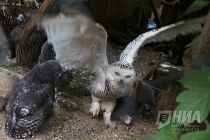 Журналистам показали кормление совят, выдр и пеликанов в нижегородском зоопарке Лимпопо