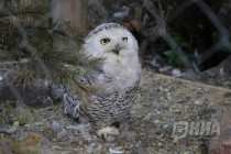 Журналистам показали кормление совят в нижегородском зоопарке Лимпопо