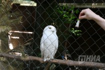 Журналистам показали кормление совят в нижегородском зоопарке Лимпопо