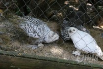 Журналистам показали кормление совят в нижегородском зоопарке Лимпопо