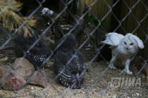 Журналистам показали кормление совят в нижегородском зоопарке Лимпопо