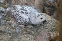 Журналистам показали кормление совят в нижегородском зоопарке Лимпопо