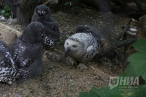 Журналистам показали кормление совят в нижегородском зоопарке Лимпопо