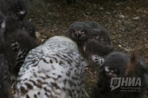Журналистам показали кормление совят в нижегородском зоопарке Лимпопо