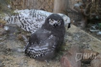 Журналистам показали кормление совят в нижегородском зоопарке Лимпопо