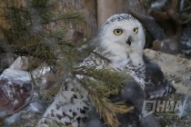 Журналистам показали кормление совят в нижегородском зоопарке Лимпопо