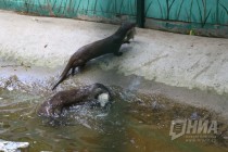 Журналистам показали кормление выдр в нижегородском зоопарке Лимпопо