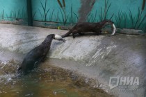 Журналистам показали кормление выдр в нижегородском зоопарке Лимпопо