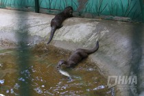 Журналистам показали кормление выдр в нижегородском зоопарке Лимпопо