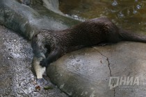 Журналистам показали кормление выдр в нижегородском зоопарке Лимпопо