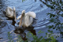 Журналистам показали кормление пеликанов в нижегородском зоопарке Лимпопо