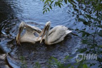 Журналистам показали кормление пеликанов в нижегородском зоопарке Лимпопо