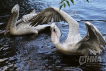 Журналистам показали кормление пеликанов в нижегородском зоопарке Лимпопо