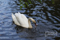 Журналистам показали кормление лебедя в нижегородском зоопарке Лимпопо