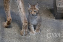 Детеныши рыси на прогулке в нижегородском зоопарке Лимпопо