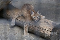 Детеныши рыси на прогулке в нижегородском зоопарке Лимпопо