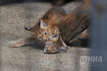 Детеныши рыси на прогулке в нижегородском зоопарке Лимпопо