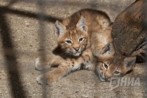 Детеныши рыси на прогулке в нижегородском зоопарке Лимпопо