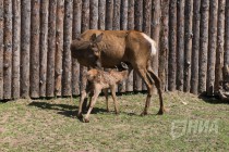 Двухдневный детеныш марала в вольере в мамой
