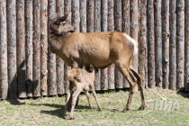 Двухдневный детеныш марала в вольере в мамой