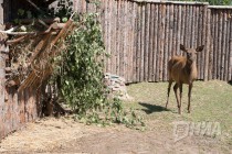 Двухдневный детеныш марала в вольере в мамой