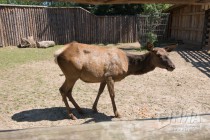 Мама-олениха