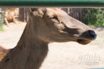 Старшая дочь в семействе маралов