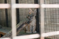 Детеныши рыси все чаще выходят на прогулку к гостям зоопарка