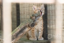 Детеныши рыси все чаще выходят на прогулку к гостям зоопарка