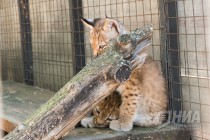 Детеныши рыси все чаще выходят на прогулку к гостям зоопарка