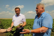 Осмотр свекольного поля