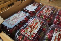 Клубника ООО Рассвет