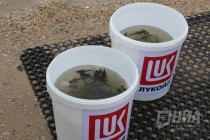 Выпуск молоди стерляди в реку Волгу