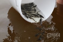 Выпуск молоди стерляди в реку Волгу