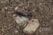 Выпуск молоди стерляди в реку Волгу